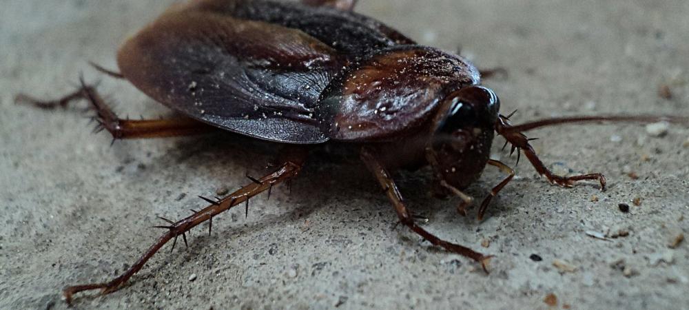 Elm Seed Bug in Idaho